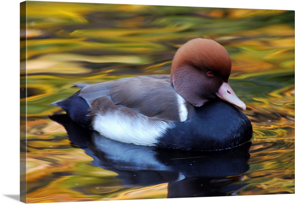 Red-crested pochard duck, Netta rufina, in pond with autumn colors. New York.