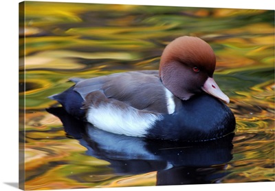 Red-Crested Pochard Duck In Pond With Autumn Colors, New York