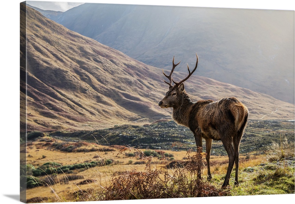 Red Deer (Cervus Elaphus) standing proud in a Scottish glen; Scotland