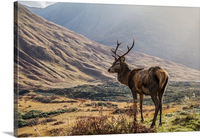 Red Deer Standing Proud In A Scottish Glen, Scotland