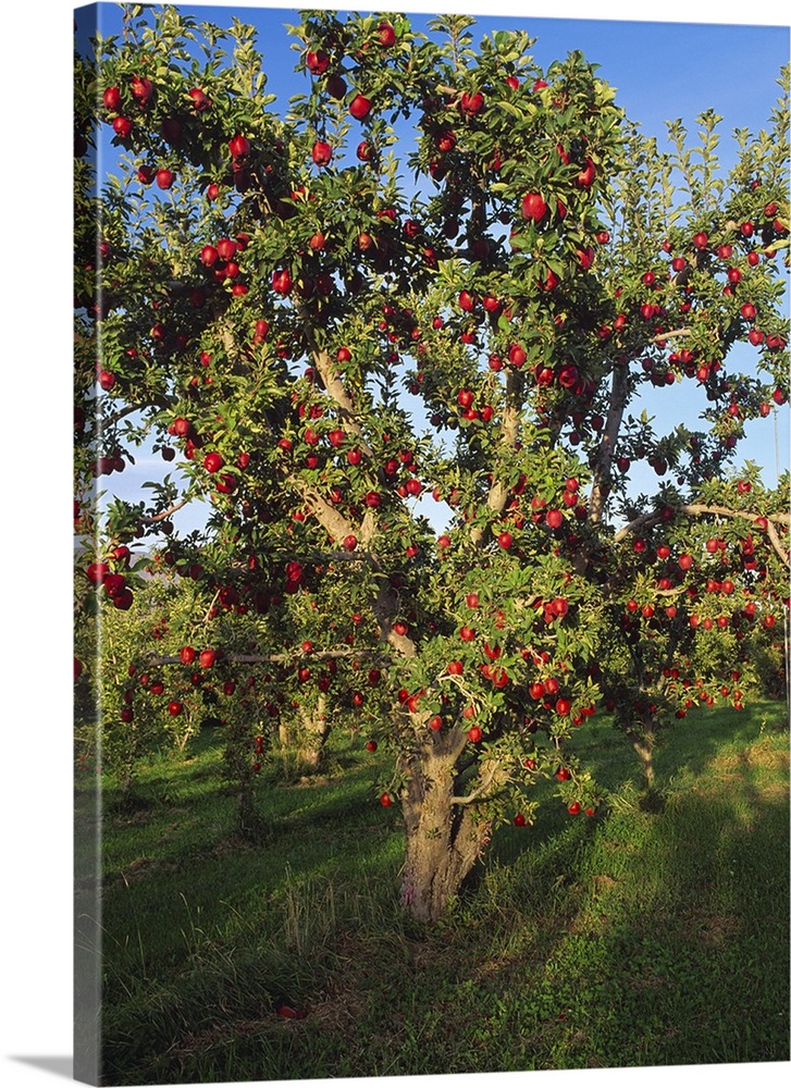Red Delicious apple tree, with fruit ripe and ready for harvest, Malaga, Washington