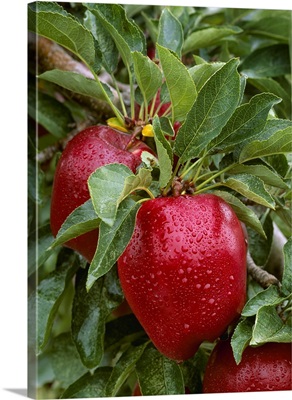 Red Delicious apples on the tree, ripe and ready for harvest, with raindrops
