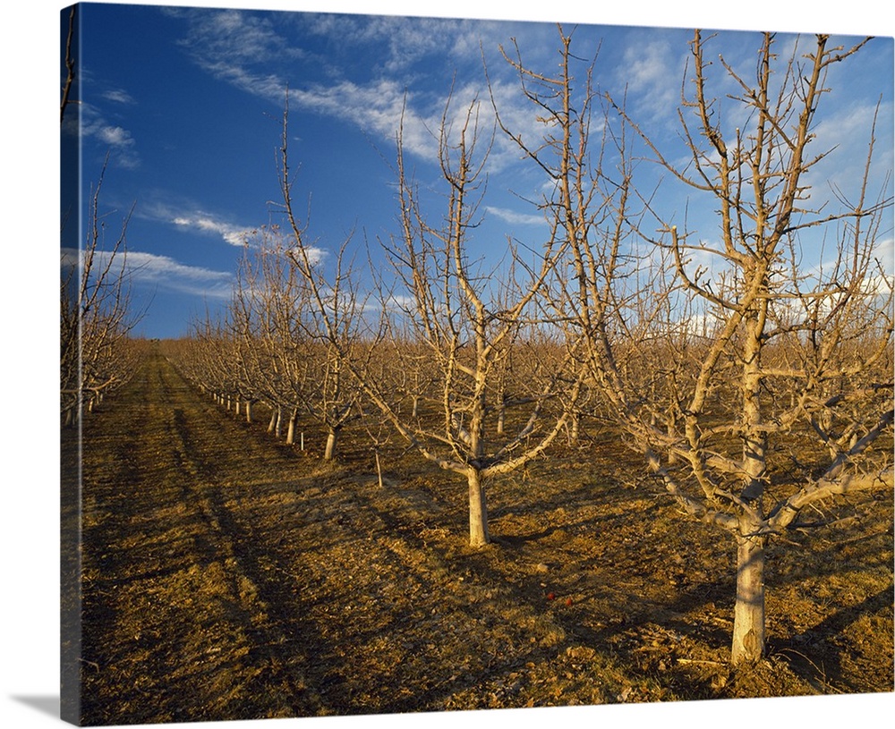Red Delicious high density apple orchard in early Spring dormant stage