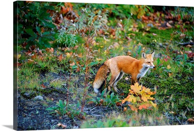 Red Fox, Fairbank Provincial Park, Ontario, Canada