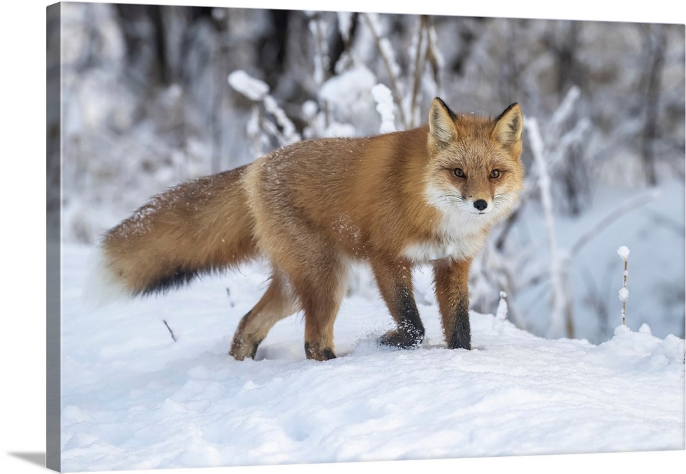 Red fox (vulpes vulpes) in snow, Campbell creek area, south-central Alaska. Alaska, united states of America.