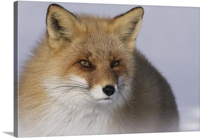 Red Fox (Vulpes Vulpes), Hokkaido, Japan