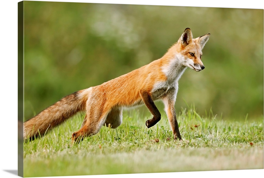 Red fox (vulpes vulpes) walking on grass. Montreal, Quebec, Canada.