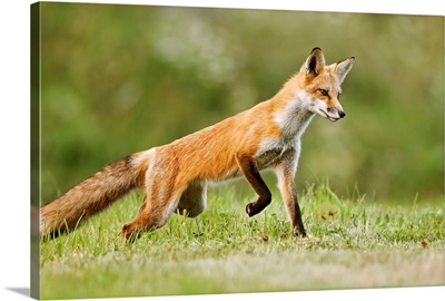 Red fox walking on grass, Montreal, Quebec, Canada