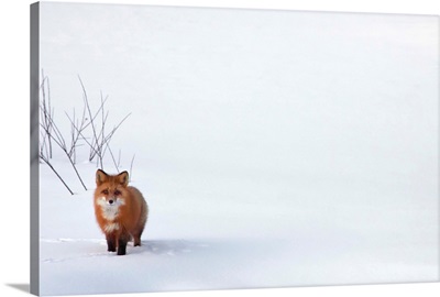 Red Fox, Yukon, Canada