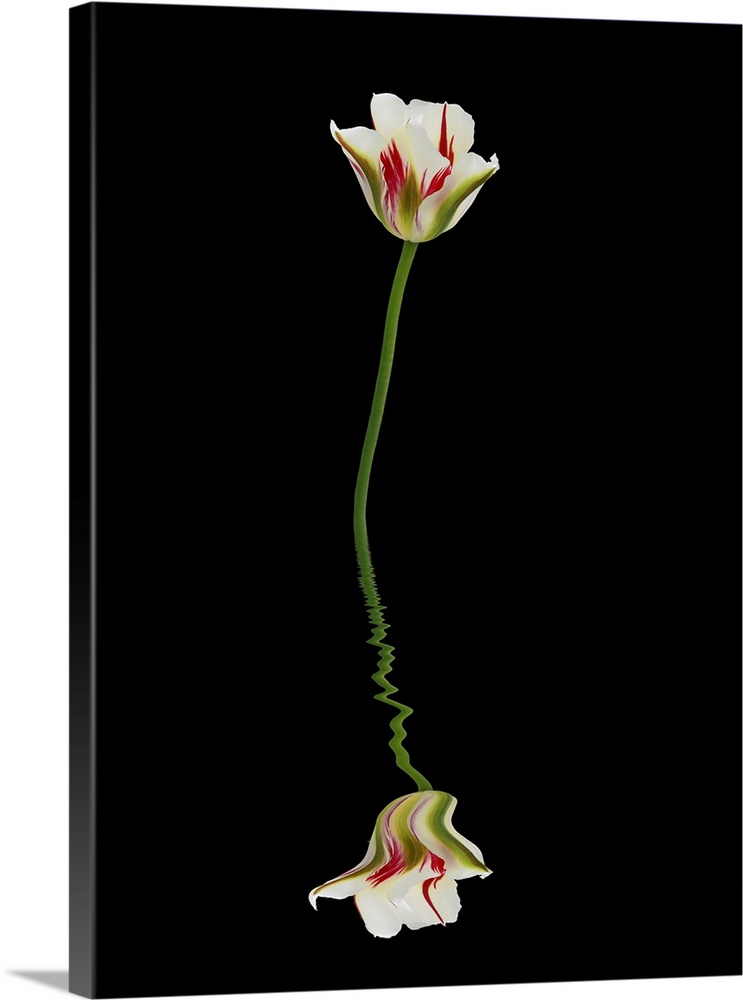 Red, green, and white tulip reflected in water on a black background.