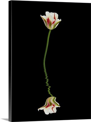 Red, Green, And White Tulip Reflected In Water On A Black Background