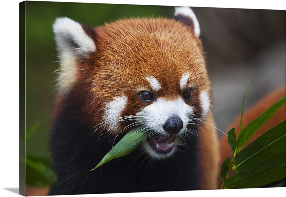 Red Panda  or shining cat, is a small arboreal mammal and the only species of the genus Ailurus; Guangdong, China