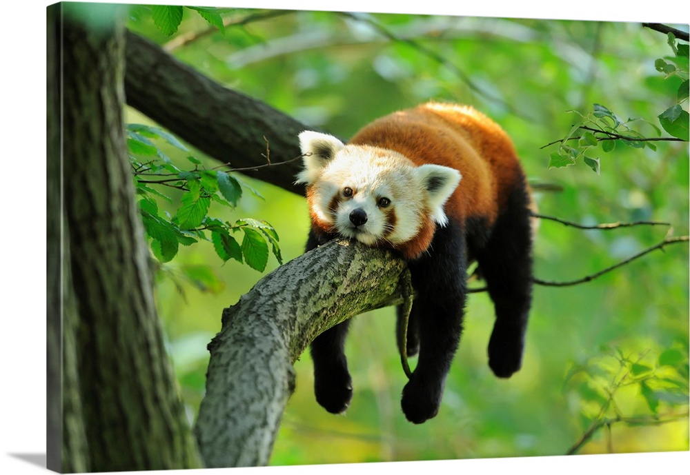 Red Panda (Ailurus fulgens) Lying on Tree Branch