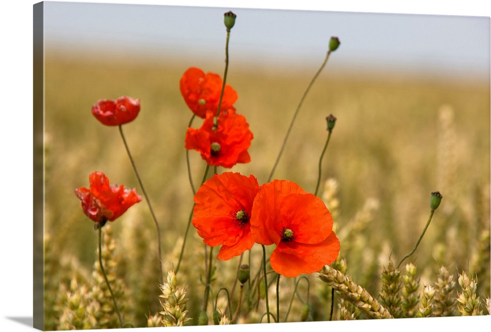 Red Poppies In A Field Of Grain