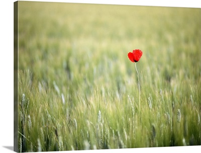 Red Poppy In Wheat Field; France