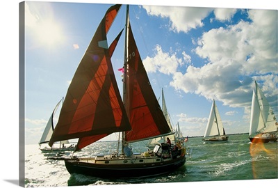 Red-sailed sailboat and others in a race on the Chesapeake Bay.; Chesapeake Bay, Virginia.