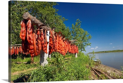 Red Salmon hang on drying rack along Kuskokwim River shoreline