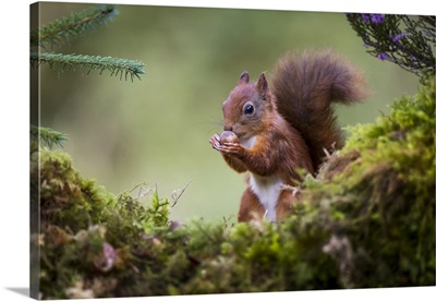 Red Squirrel eating a nut from it's hands while standing on a moss covered rock