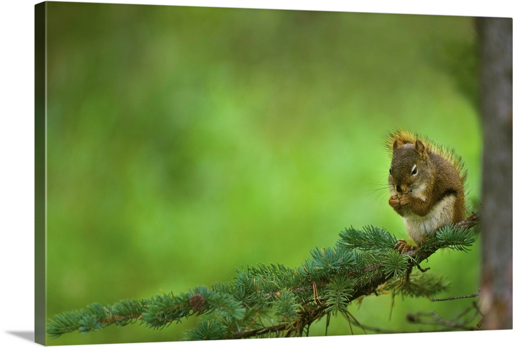 Red Squirrel On A Tree Branch