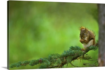 Red Squirrel On A Tree Branch
