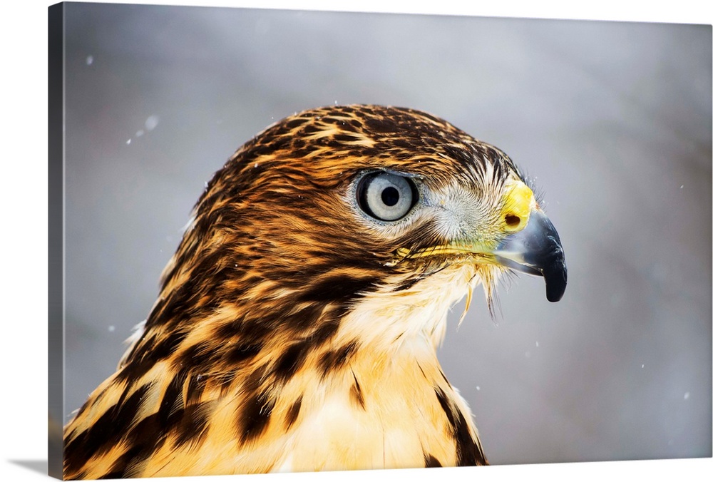 Red-tailed Hawk (Buteo jamaicensis), Ecomuseum; Ste-Anne-de-Bellevue, Quebec, Canada