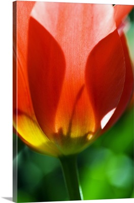 Red Tulip (Tulipa Cultivars), Close-Up Of Blossom And Stem