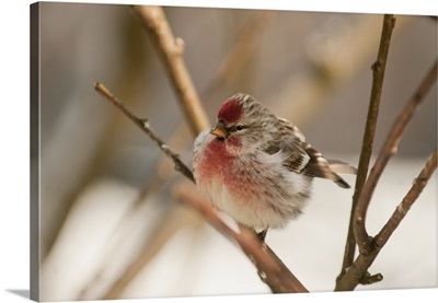 Redpoll Songbird, Alaska, Spring