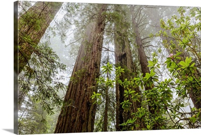 Redwood trees in fog