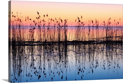 Reeds Reflected In Water At Dusk, Ile Saint-Bernard, Quebec, Canada