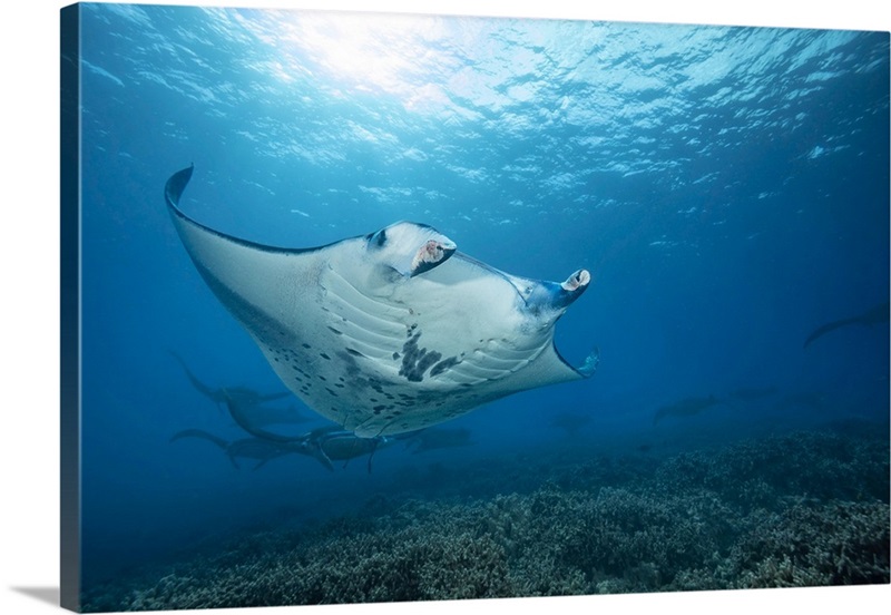 Reef Manta Rays Cruise Over The Shallows Off Ukumehame In A Mating