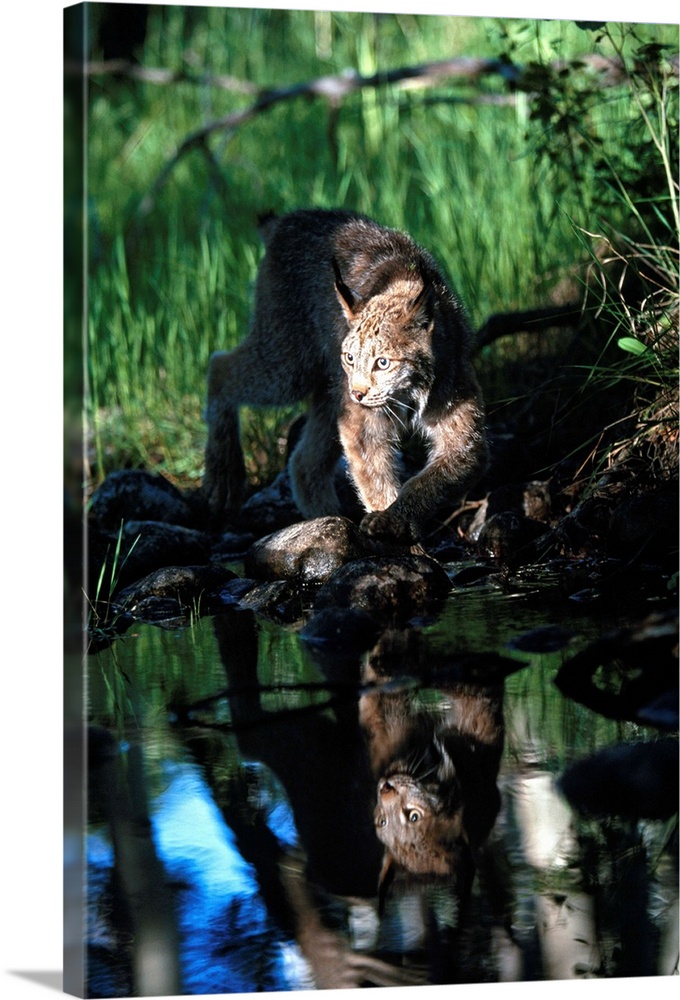 Reflection Of Lynx In Stream, Idaho, USA