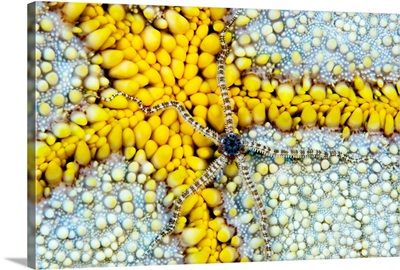 Reticulated Brittle Star (Ophiocoma Brevipes) On Cushion Starfish (Culcita Novaeguineae)