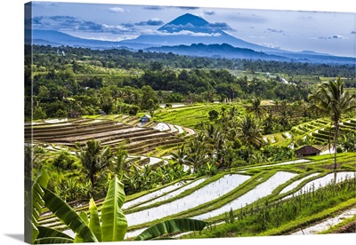 Rice Terraces With Gunung Agung In The Background, Jatiluwih, Bali, Indonesia