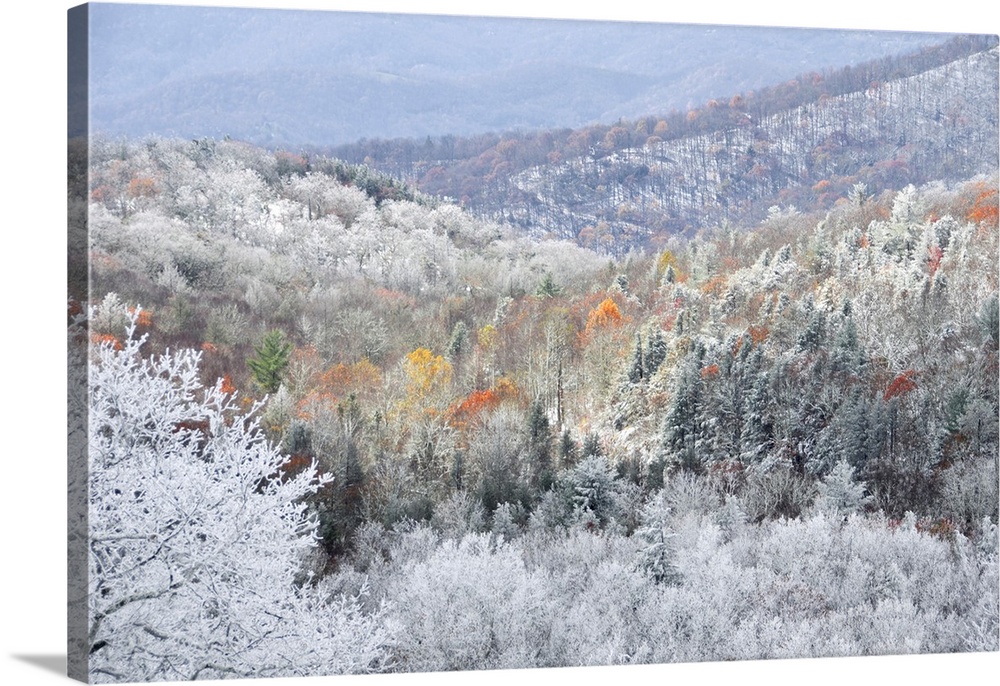 Rime Ice melts away revealing fall colors on the trees below