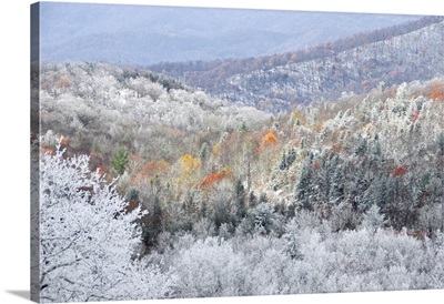 Rime Ice Melts Away Revealing Fall Colors On The Trees Below