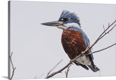 Ringed Kingfisher Perched On Branch Facing Left, Mato Grotto Do Sol, Brazil