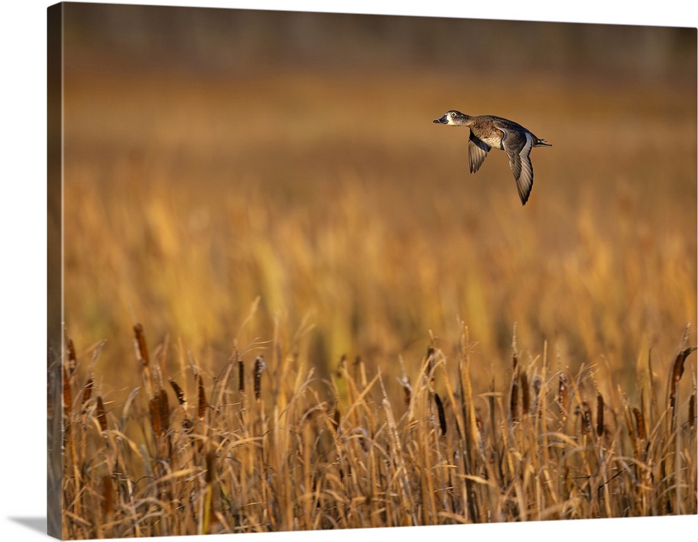 A ringneck duck flies over Anchorage's Potter Marsh on a late September day prior to fall migration. Part of the Anchorage...