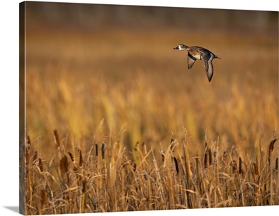 Ringneck Duck Flying Low Over March Reeds