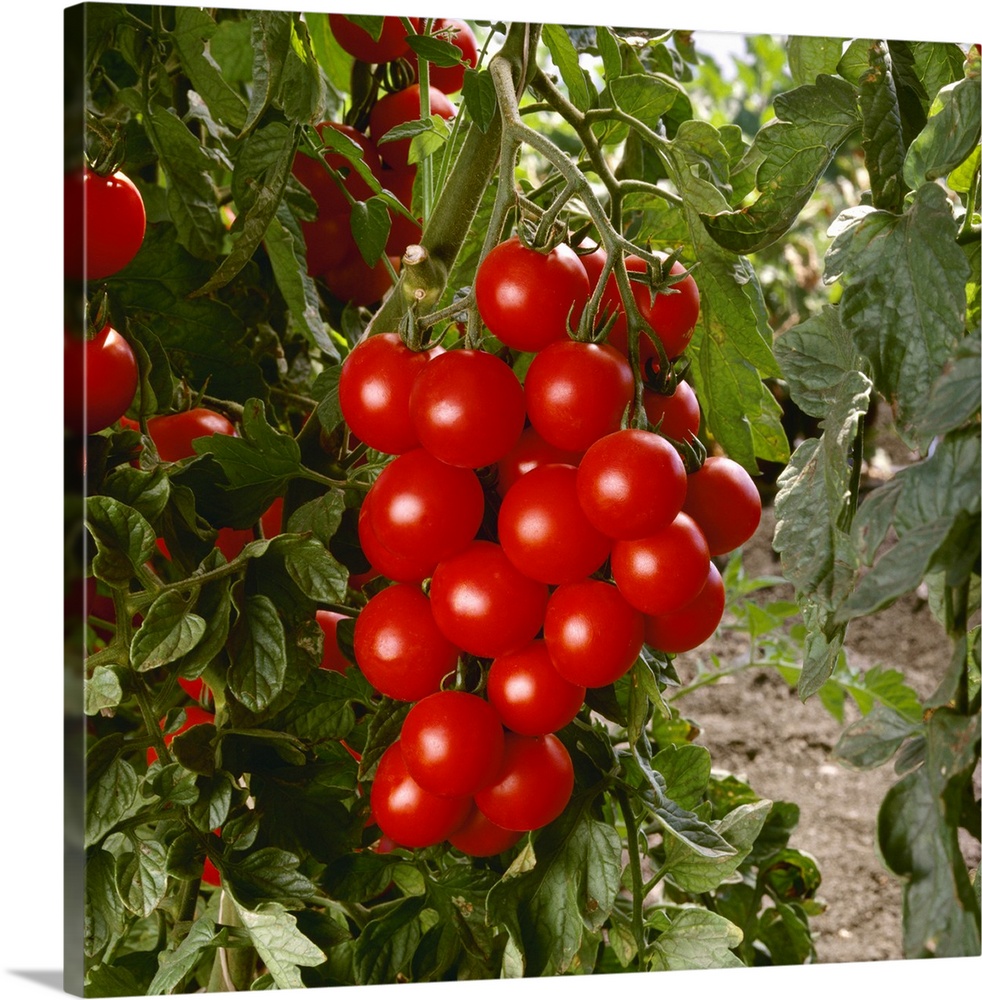 Ripe Cherry tomatoes on the vine, California