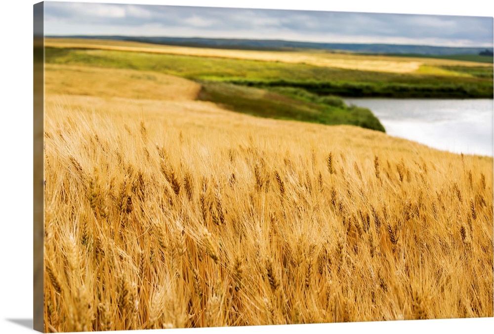 Ripe golden brown wheat field with pond and rolling hills in the background, Elkwater, Alberta, Canada.