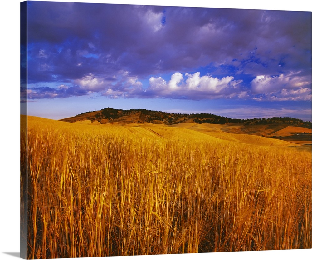 Ripe, harvest ready crop of barley at sunset with rolling fields near Kamiak Butte