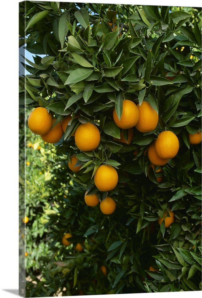 Ripe Navel oranges on the tree, ready for harvest, Tulare County, California
