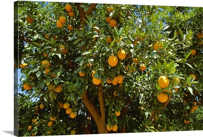 Ripe Valencia oranges on the tree, ready for harvest