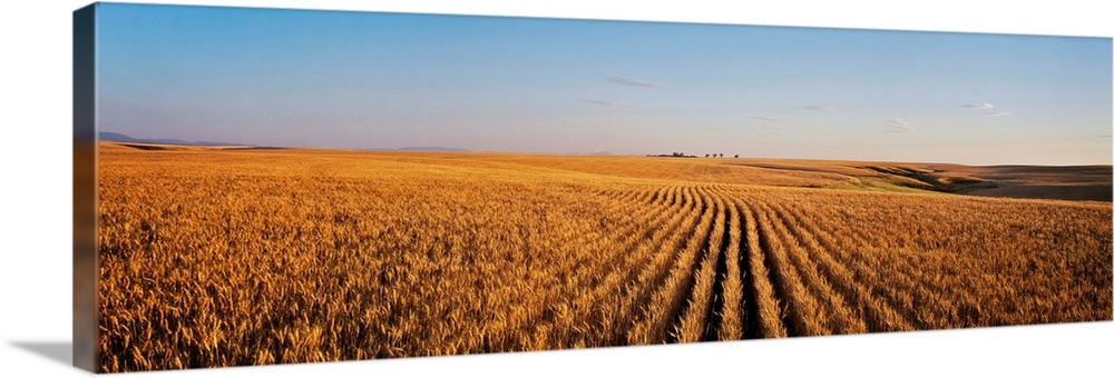 Ripe wheat field ready for harvest, Central Montana