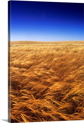 Ripening Wind-Blown Barley, Tiger Hills, Manitoba, Canada