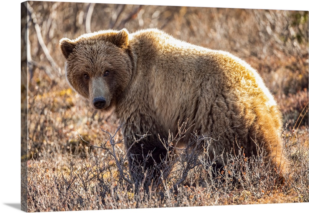 A roaming grizzly bear (ursus arctos horribilis) pauses to look at the camera while feeding on the tundra in Denali nation...
