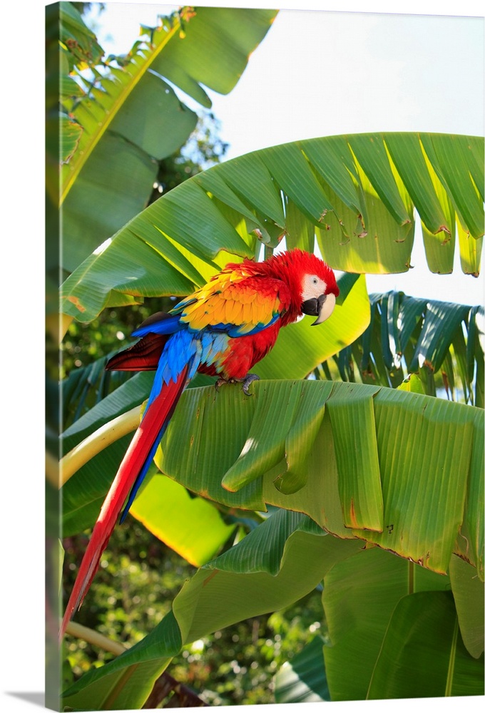 Roatan, Bay Islands, Honduras, A Scarlet Macaw