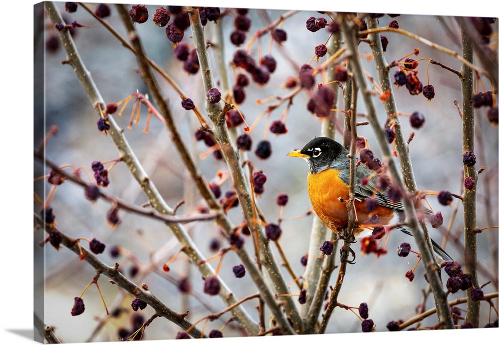Robin sitting on an apple tree branch with dried small apples; Calgary, Alberta, Canada