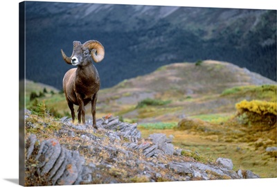 Rocky Mountain Bighorn Sheep, Jasper National park, Alberta, Canada