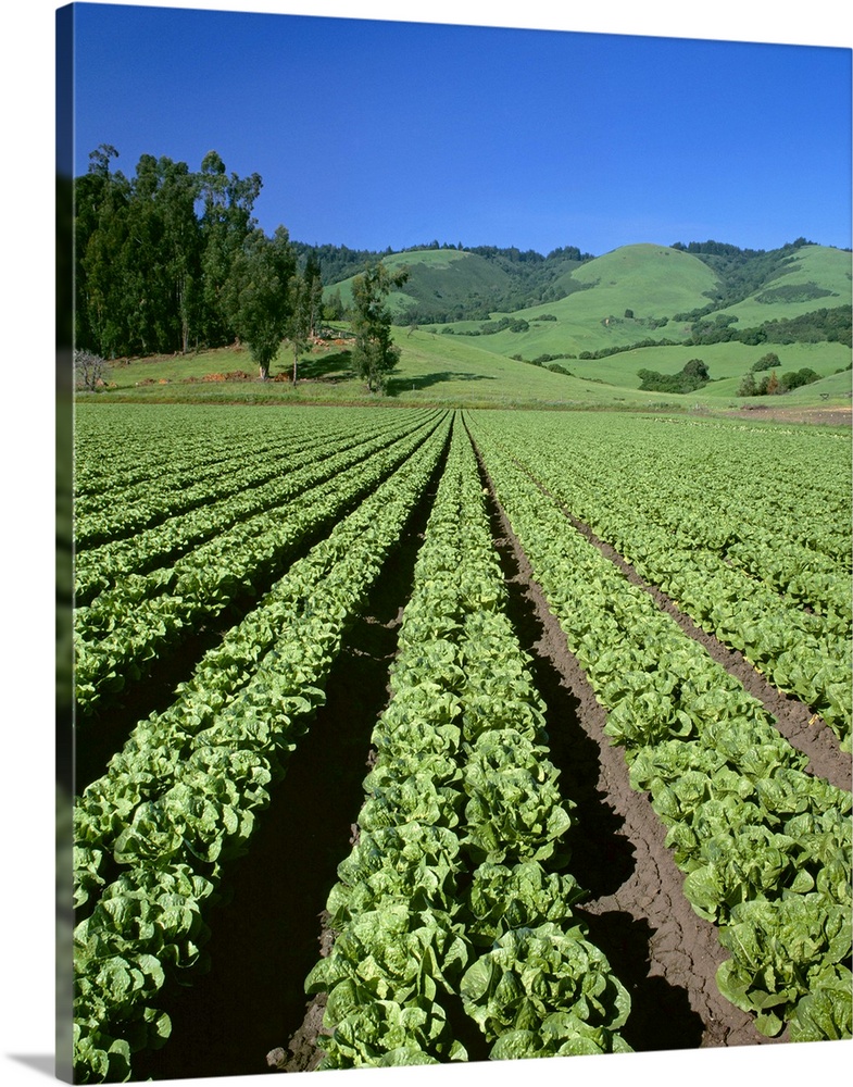 Romaine lettuce field, Salinas Valley, California